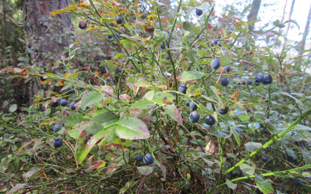 blåbärsbuske
